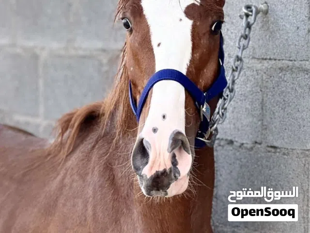 حصان للبيع