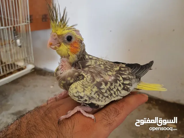 For sale cocktail baby