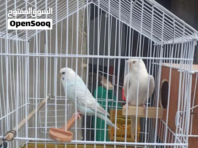 كوبية بقلينو ربي يبارك