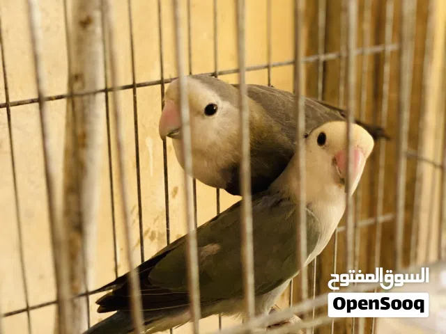 كوبيه الله يبارك مصوقره قبل