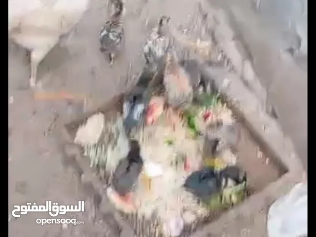 دجاجة عربية مع 9 افراخ عمر اسبوعين خور الزبير سعر 45