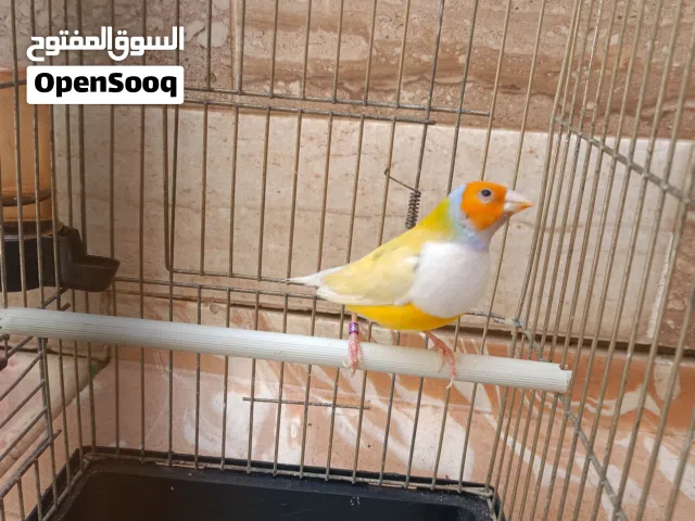 دكر قولدن فنش