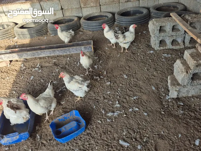دجاج فرنسي شاهد الوصف