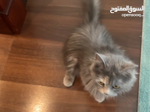 Sharazi Cat
