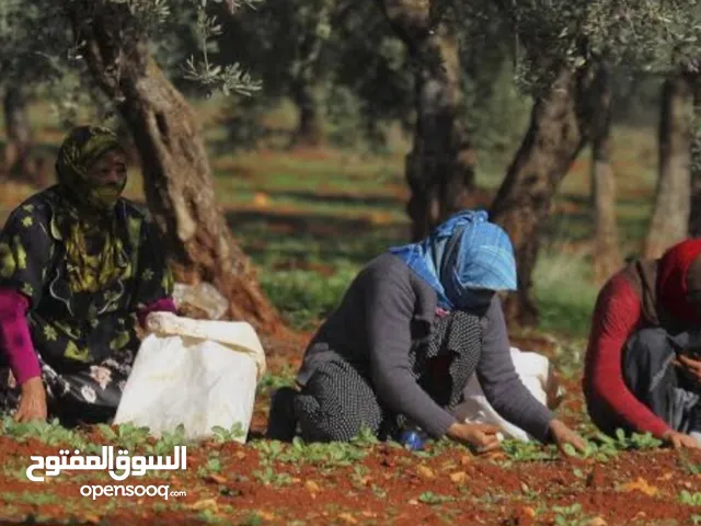 **«من أراضي جنديرس المشهورة بزيتا الطيّب  جايبلكم زيت عفرين الأصلي... نخب أولى وطعمتو ما بتننسى