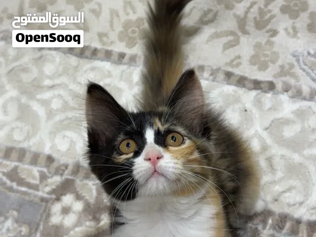 قط للتبني مع اغراضها