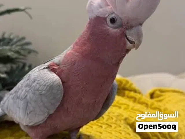 كوكاتو جالا