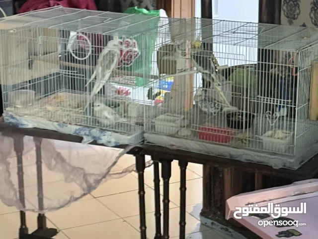 للبيع عدد 2 قفص كروان للبيع