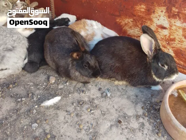 ارانب شغالات للبيع