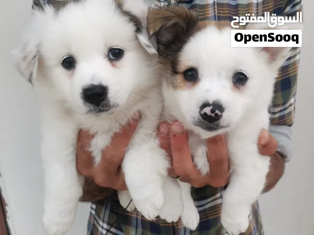 جراء رائعة من فصيلة جاك راسل × سبيتز (دببة)