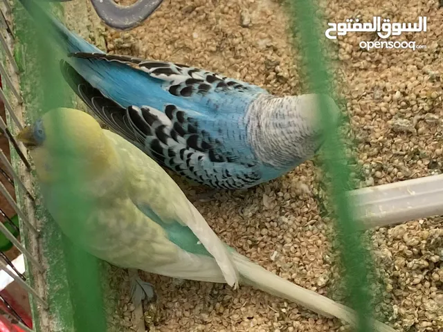 حب بادجي شغال مع فراخ الوان حلوه