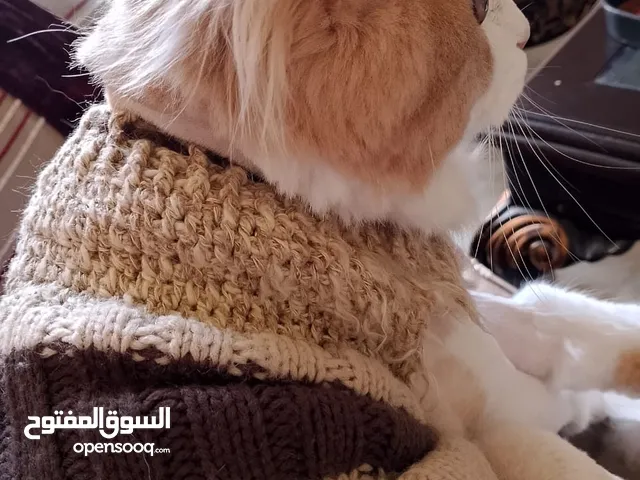 Persian cat long hair for sale