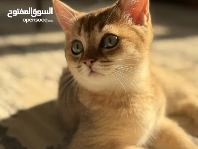 Scottish straight gold cat ny25سكوتش ستريت جولد