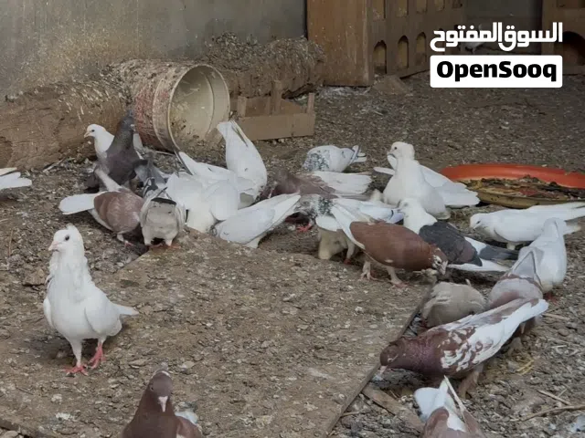 حقم عاديات للبيع