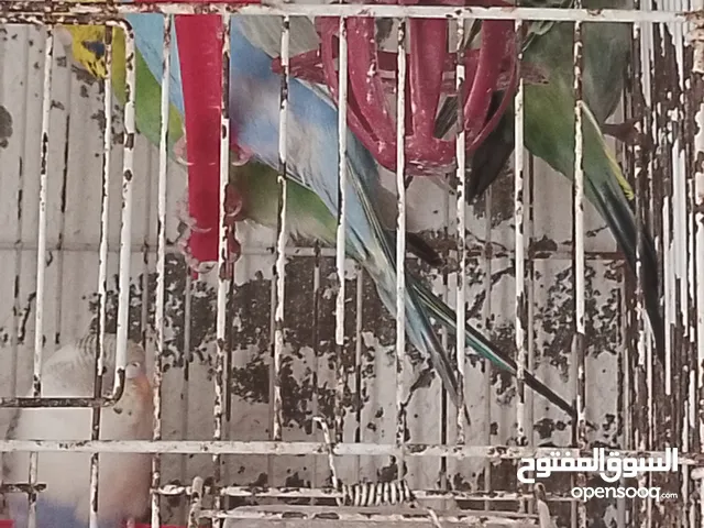 طيور حب للبيع