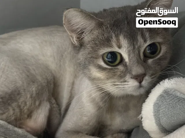 قطه للتبني