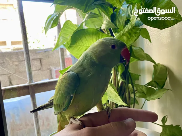 ببغاء دره متكلم اليف