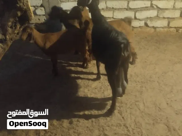 زوز مغيز وحدة متاومة و حدة تحتها تلاتة