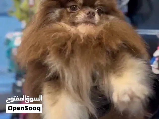 Pure Pomeranian female teacup