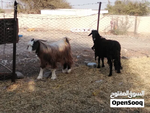 للبيع تيس محقوص وكبش م محقوص ماشاءالله فول سمنه يلي يريد مال عيد م يفوت