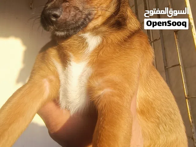 كلب تشيواوا