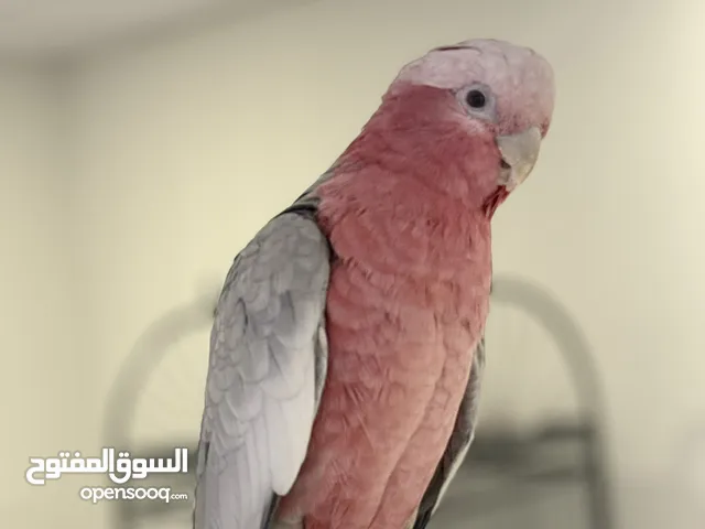 كوكاتو قالا مميز اليفه متكلمه بطلاقه فالوجه