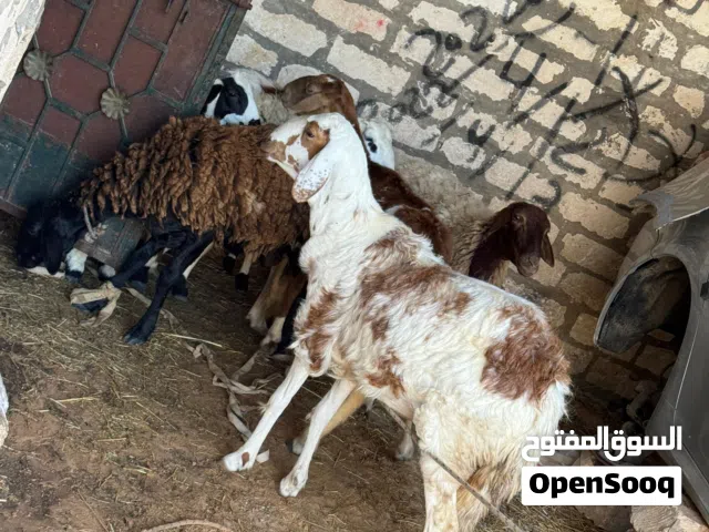 فطيمه هجين للبيع المكان جدايم