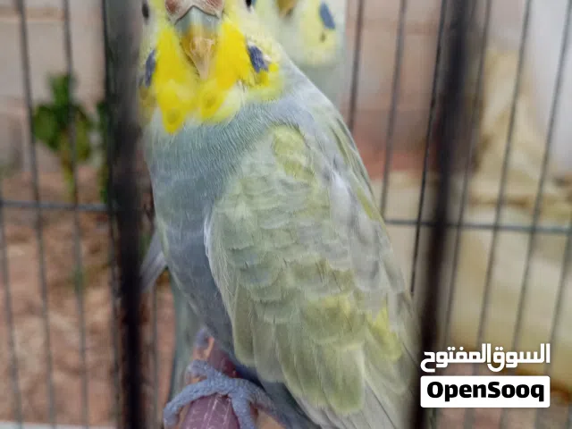 السلام عليكم ورحمه الله وبركاته متوفر كوبيا بجلينو رينبو ملكي يا كوبيا بسم الله ما شاء الله