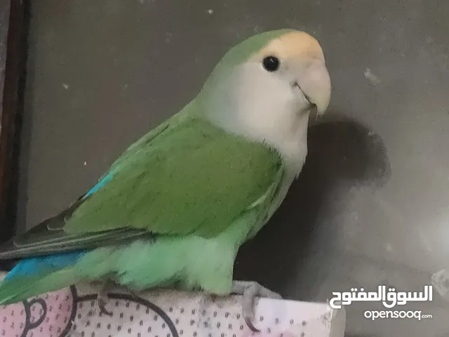 طائر روز متدرب جدا جدا ولا عوب