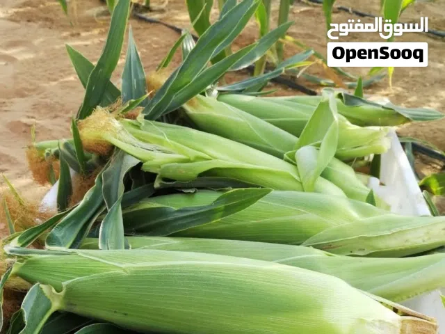 Fresh sweet corn - Bulk quantities available