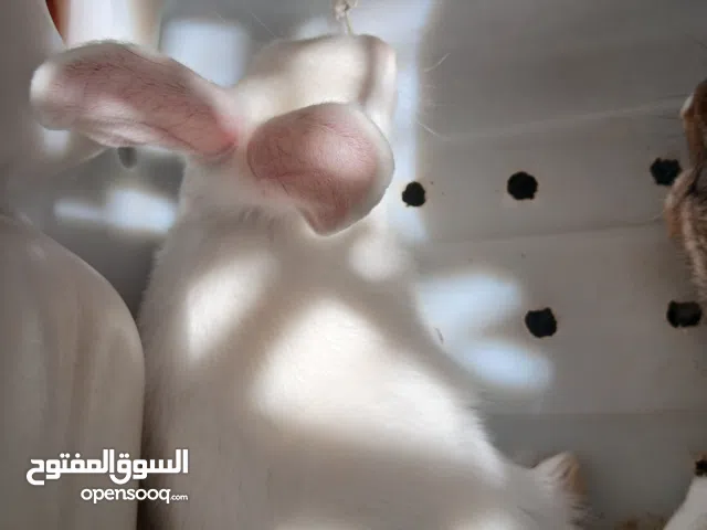 للبيع ذكور ارانب