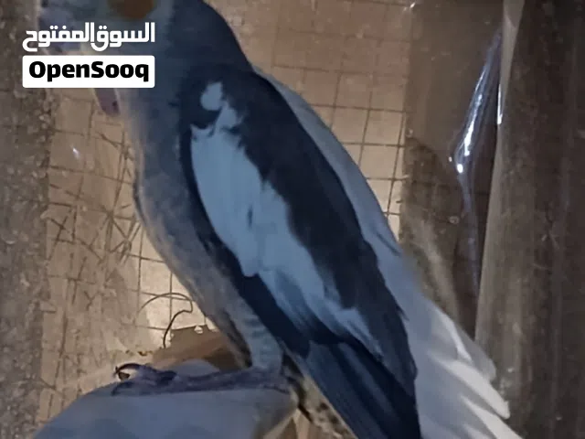كوتيل حبشي يقني
