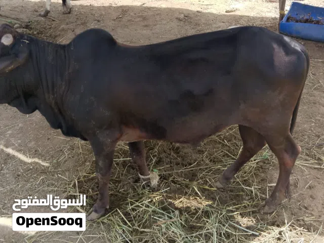 عجل عماني اضحيه اقرا الوصف