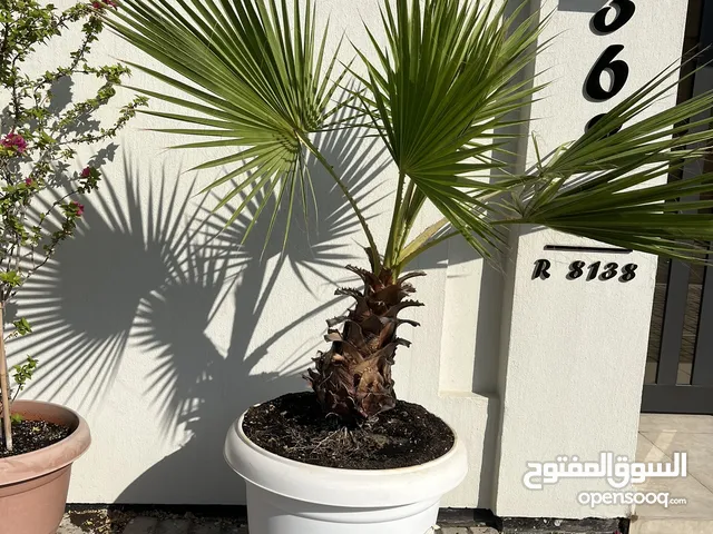 عدد 2 شجرة واشنطن 2 WashingtonTree