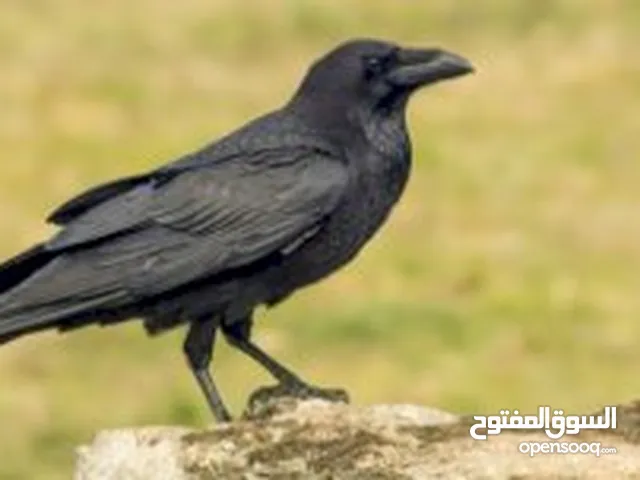 مطلوب غراب للبيع