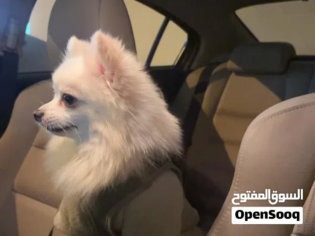 For sale Pomeranian