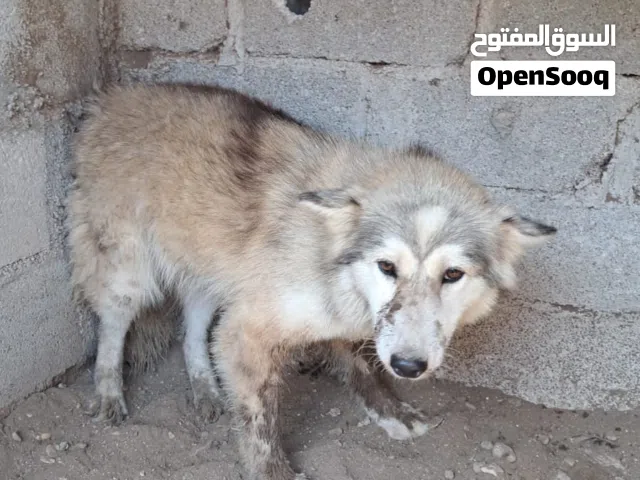 الكلمة المجانية