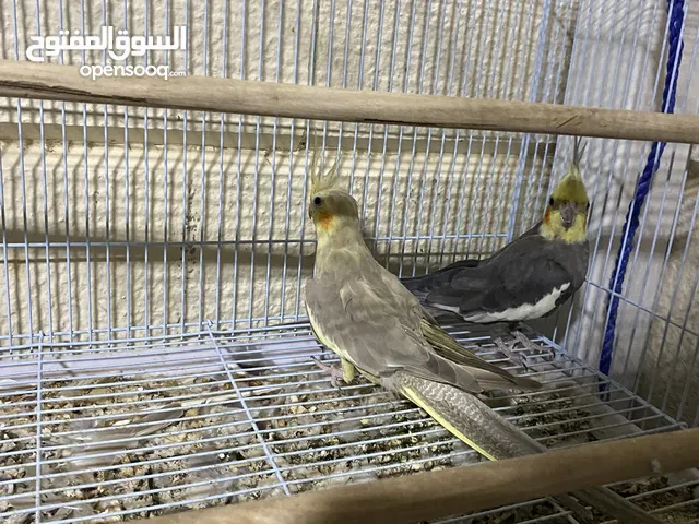 كوكتيل زوج منتج و كوكتيل وايت فيس،