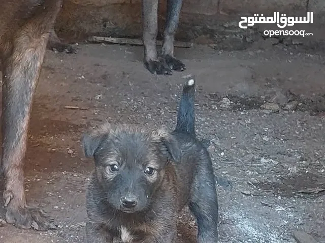 متاح بفضل الله اخر جروه بلجم مالينو من اقوا خطوط الدم
