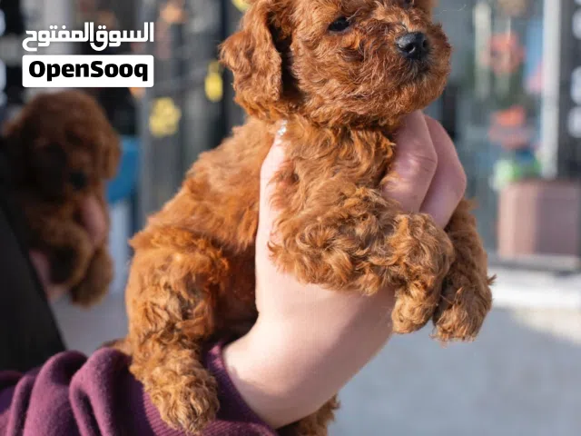 إذا بدك كلب راقي،وفخم جدا أنيق، وذكي لأبعد حد... فهذا البودل هو الاختيار المثالي! البودل