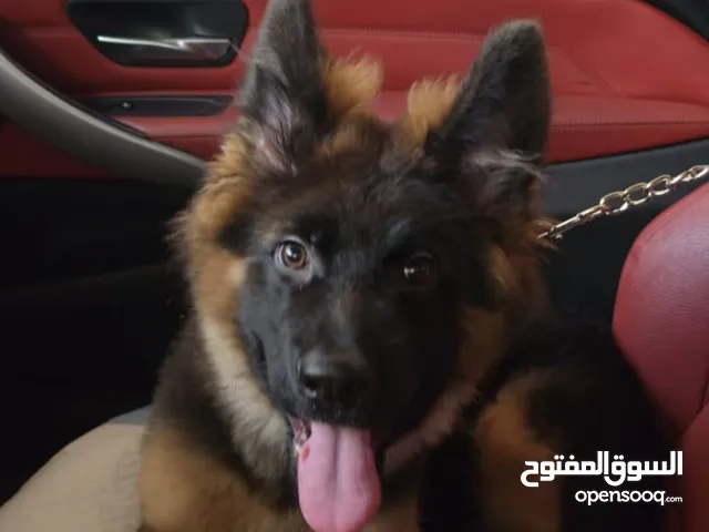 جيرمن للبيع 4 شهور مطعم بالكامل