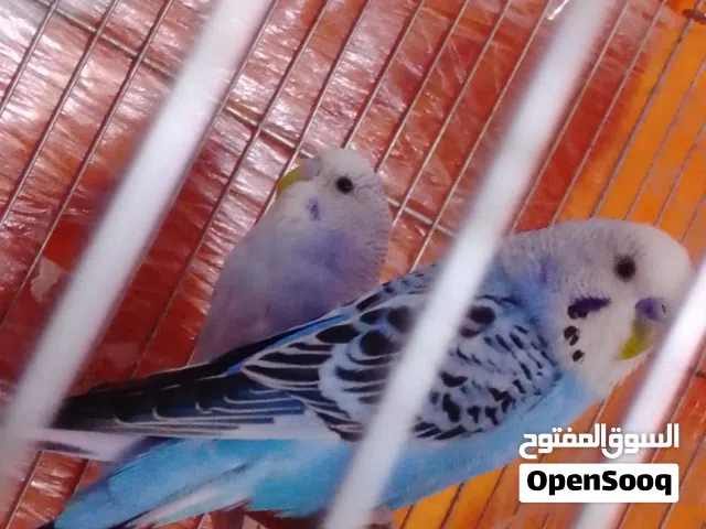 جوز عصافير حب للبيع او للبدل على فرخ كوكتيل مفطوم