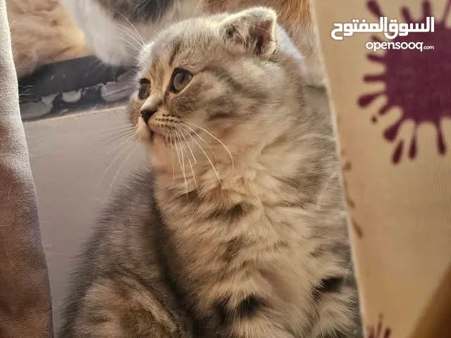 قط ذكر سكوتش فولد بيور مواليد 3/9 لون سكني فاتح