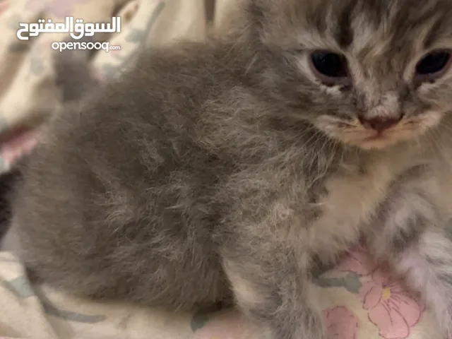 قطط هملايا وشيرازي