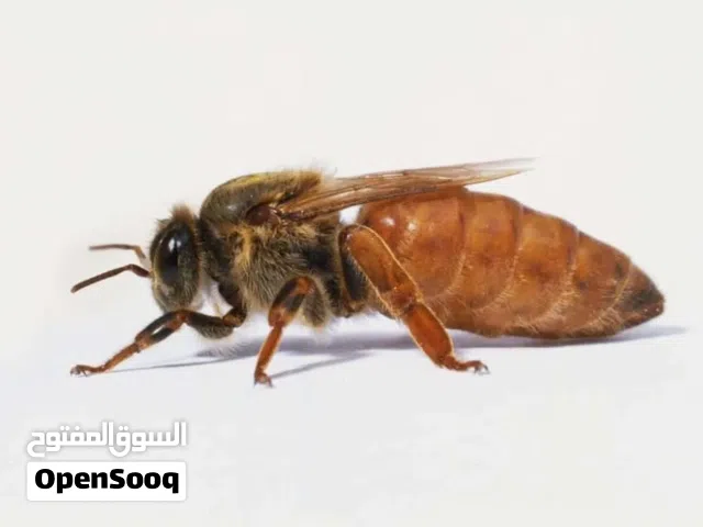 مطلوب ملكات نحل يفصل ملقحة