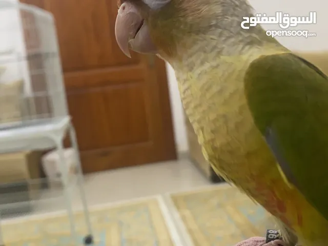 كنيورين و القفص و الأغرض