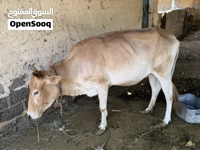 ابقار للبيع