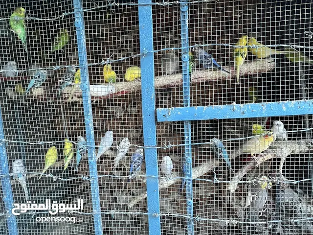 طيور حب جواز بداية خيرها ، حبات كلها انتاج بلدي بفضل الله