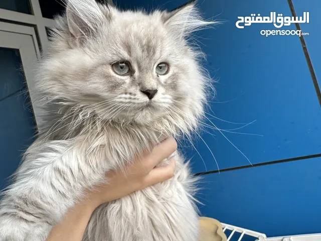 قطط  مكس راجدول وهملايا