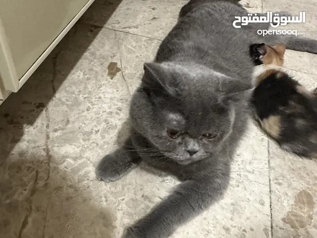 بزازين للتبني صغار